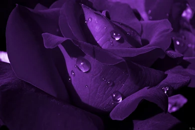 Dark Purple Roses Wallpapers  AtozWallpapers