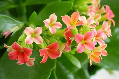 Flowers high resolution wallpapers