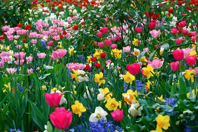 Colorful Flower High Quality Wallpapers : Nature Wallpapers ...