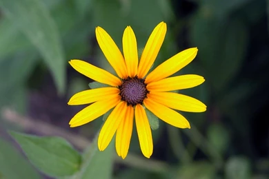 Close up Of Flowers   Widescreen Flower Wallpapers 1440x900 NO.3 ...