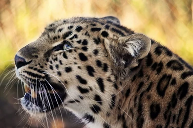 Android Wallpapers Folder 44428 HD Wallpapers