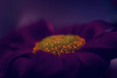 Dark Purple Flower Wallpapers Photo   Uncalke.com