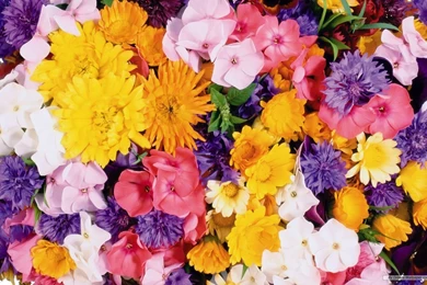 Free Wallpapers Flowers   All Wallpapers New