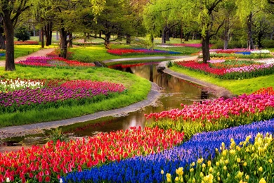 Beautiful White Rose Flower Wallpapers HD Free for desktop