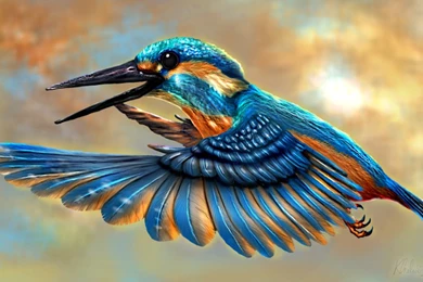 Kingfisher Drawing   Wallpaper.