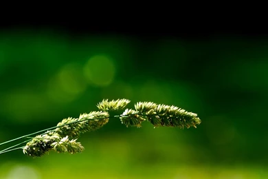 HD Green Plant Wallpapers Aesthetic_High Definition Wallpapers ...