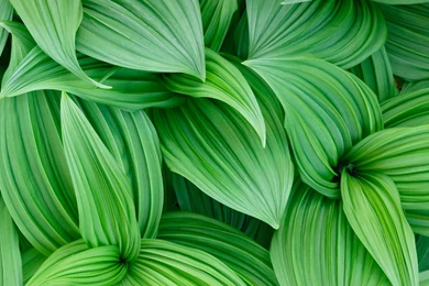 Active Wallpapers Wallpapers Zone