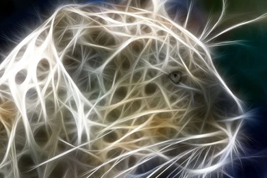 3d Very Beautiful Colourful Tiger Wallpapers For Lcd Desktops – HD ...