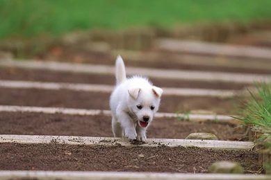 50 Free HD Dog Wallpapers