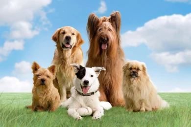 CUTE DOGS WALLPAPER   (