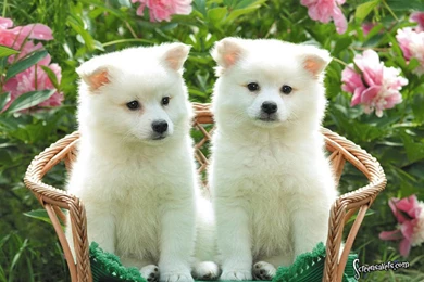 Cute Puppies American Eskimo Wallpapers For Your Computer Desktop ...