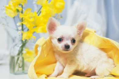 40 Wallpapers And Pictures Of Dogs