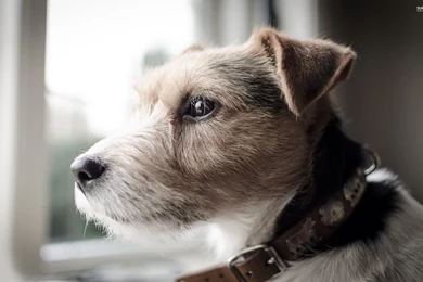 Dogs Parson Russell Terrier Collar Animal Pet Cute Dog Wallpapers ...