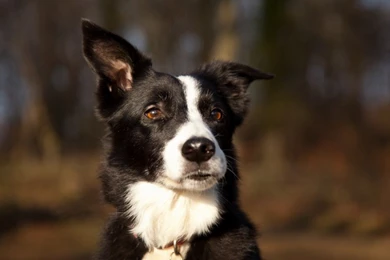 50+ Cute And Funny Dog Wallpapers You Will Absolutely Love ...