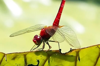 iPhone 6 Plus Wallpapers HD, 1080x1920 iPhone 6 Wallpapers