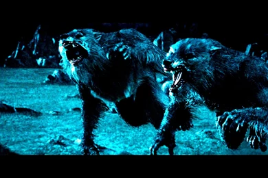 Pics, Facts, Funny Stuff About Animals & Nature Underworld Lycan ...