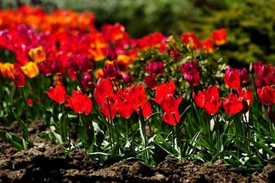 Tulip   Flowers Wallpapers   1280 X 800 Backgrounds 1280x800 1280 ...