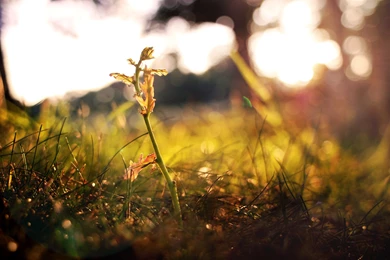 Bokeh Wallpapers Archives   Page 38 Of 40   WideWallpaper.info ...