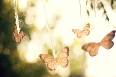 Cute, Butterfly, Bokeh, Widescreen, Hd, Wallpaper, Download ...