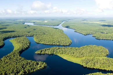 Dense Forests On The Amazon River Wallpapers And Images ...