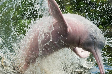 Amazon River Dolphin