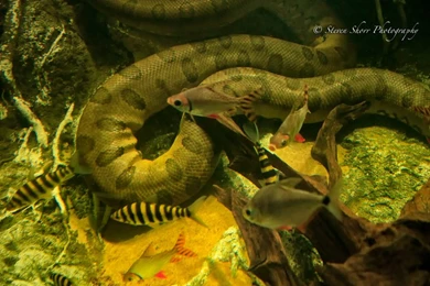 Amazon Life – What's Trending Today