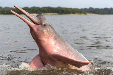 12 Quality Amazon River Dolphin Wallpapers, Animals
