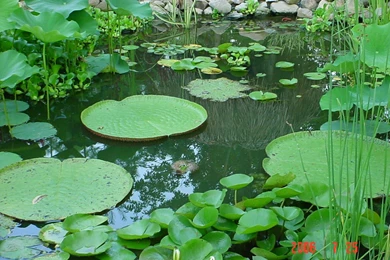 Nature Beauty Amazon River Wallpapers