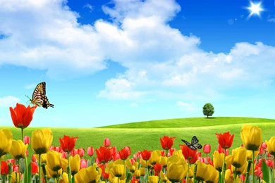 Summertime Nature Wallpapers Wallpapers   Free Summertime Nature ...