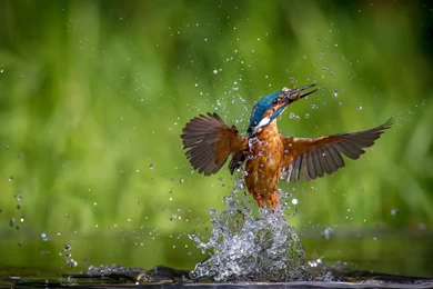 Index Of /gallery/var/albums/Beautiful and cute Kingfisher HD ...