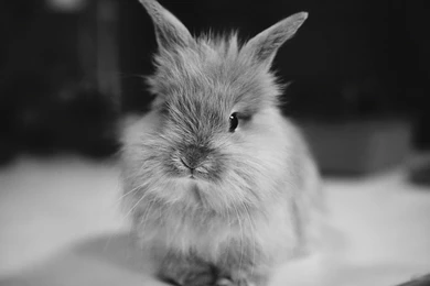 Cute Rabbits HD Wallpapers 1920x1200