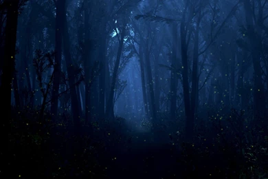 Summer Wood < 3D Art < Gallery < Desktop Wallpapers