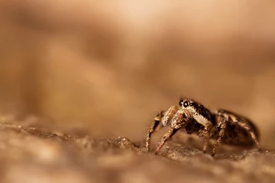 Spider Web Wallpapers