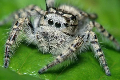 Spider 07 2828 Wallpapers   Spiders   Nature   Wallpapers Collection