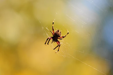 Spider Wallpapers