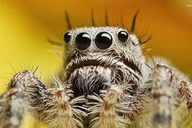 Cartoons 3d Spider Funny 3d Cartoon Spider Wallpapers Wallpapers ...