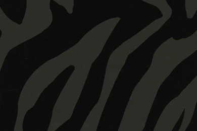 Tan Zebra Print Wallpapers By Brewster