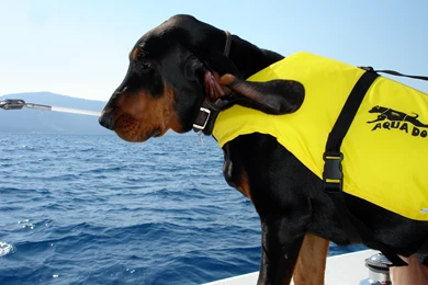 Black And Tan Coonhound Rescuer Photo And Wallpaper. Beautiful ...