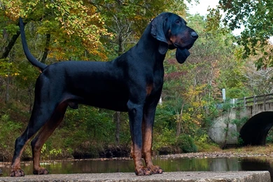 Black And Tan Coonhound 15 Wallpapers Collection