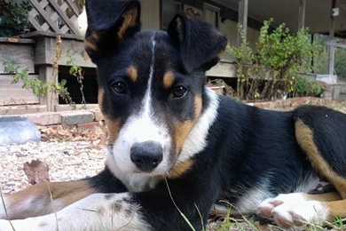 Black And Tan Coonhound Wallpapers HD Download