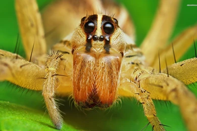 The Amazing Spider Man Wallpapers HD Widescreen