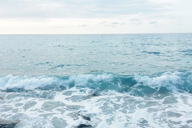 Sea Creature HD Photos