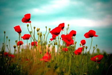 Desktop Backgrounds HD