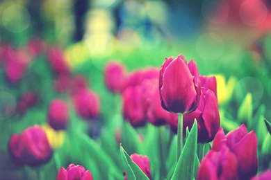 HD Vintage Red Tulip Wallpapers For PC Full Size   HiReWallpapers 5274