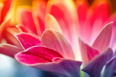 Beautiful Flowers HD Wallpapers, Flowers Photos For Desktop