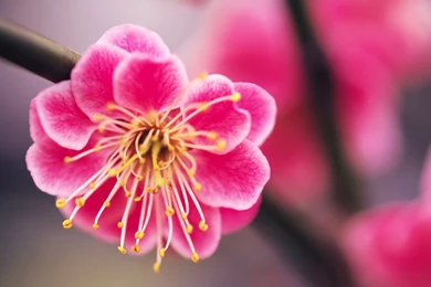 Wallpapers Hd Flowers