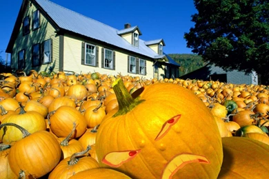 Pumpkin Patch   Seasonal Wallpapers Image Featuring Halloween
