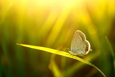 Nature Beauty HD Desktop For Galaxy S4 1920x1080 Wallpaper_Samsung ...