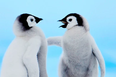 Cute Penguin Wallpapers Beautiful Desktop Wallpapers   Free Hd ...