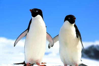 Penguin Wallpapers